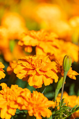 Marigold flower blooming vivid  in garden, shallow dept of field