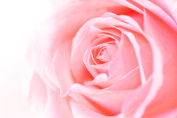 Fototapeta na wymiar Soft blur of pink roses Used as Wedding background and valentines day
