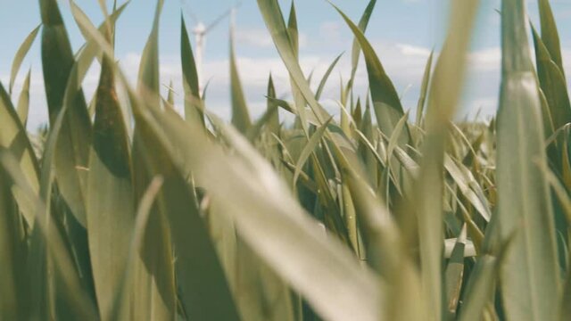 High grass moving because of the wind in a belgian field. Blue sky, sunny weather. 4K 50 fps close up.