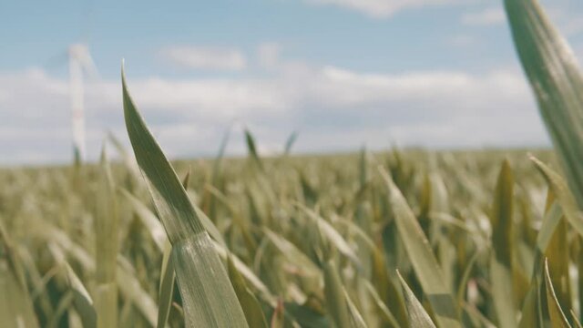 High grass moving because of the wind in a belgian field. Blue sky, sunny weather. 4K 50 fps close up.