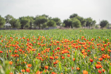Fototapeta na wymiar poppy fields in spring in the highlands