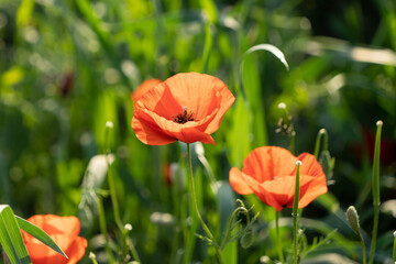 Fototapeta premium poppy fields in spring in the highlands