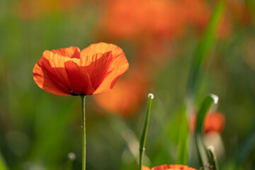 poppy fields in spring in the highlands