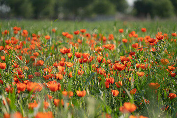 poppy fields in spring in the highlands