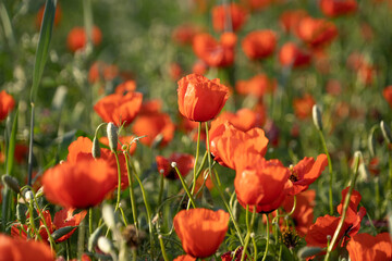 poppy fields in spring in the highlands