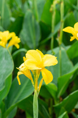 Yellow flower with big green leaves.(Indian shot or African arrowroot) canna, cannaceae, canna lily, Sierra Leone arrowroot, Flowers at the garden, nature background
