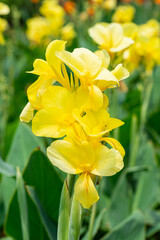 Yellow flower with big green leaves.(Indian shot or African arrowroot) canna, cannaceae, canna lily, Sierra Leone arrowroot, Flowers at the garden, nature background