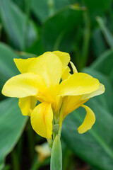 Fototapeta premium Yellow flower with big green leaves.(Indian shot or African arrowroot) canna, cannaceae, canna lily, Sierra Leone arrowroot, Flowers at the garden, nature background