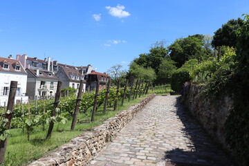 Les vignes de Montmartre dans le quartier Montmartre, ville de Paris, France