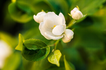 Obraz premium A white apple tree bud and green leaves in the dark green natural background, macro detail close up. Copy space