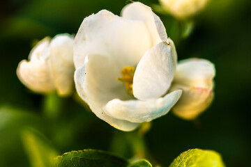 Macro of beautiful apple tree buds in the dark green natural background. Spring, summer  beauty