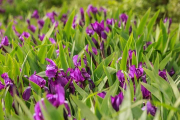 Fotobehang Field of iris flowers. Lilac, purple irises on a background of green leaves and stems. © Anna