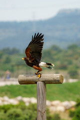 Buse mâle en prise d'envol