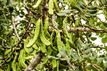 Green carob fruit hanging in ceratonia siliqua tree