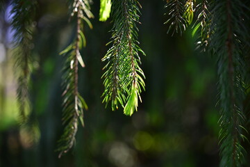 A branch of European spruce or Picea abies with young shoots. Cultivar Virgata or Snake branch spruce