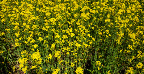 Empty wood table with free space over orange trees, orange field background. For product display montage