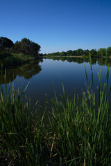Obraz na płótnie Canvas jezioro rośliny woda niebo niebieskie trzciny