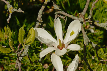 Obraz premium Bright white star magnolia in the garden