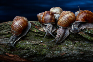 large snails crawl next to each other