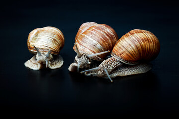 large snails crawl next to each other