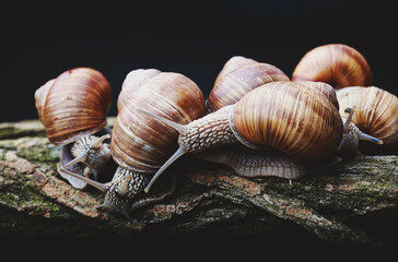 large snails crawl next to each other