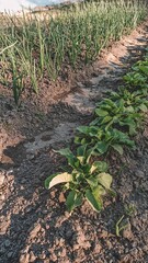 open-air green onion and radish farm bed