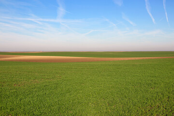 Young green wheat field landscape