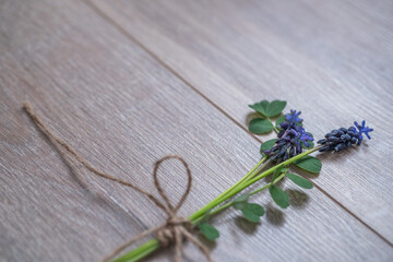 Mouse hyacinth. Wood background. Muscari.