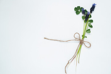 spring flowers. Mouse hyacinth. Small bouquet on white background. Muscari. 