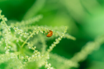 Ladybug on a white flower in the summer