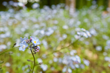Beautiful pale blue flower - myosotis sylvatica hoffm.