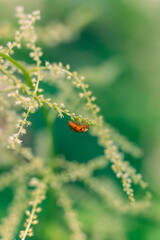 Ladybug on a white flower in the summer