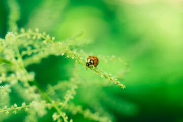 Ladybug on a white flower in the summer