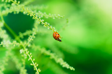 Ladybug on a white flower in the summer © Amy Buxton