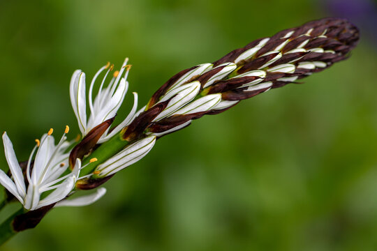Portrait of flowering asphodelus albus, common name white asphodel plant in the spring garden