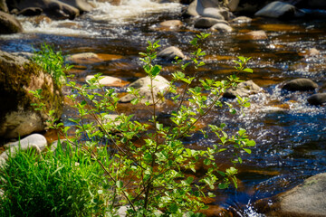 stream in the forest