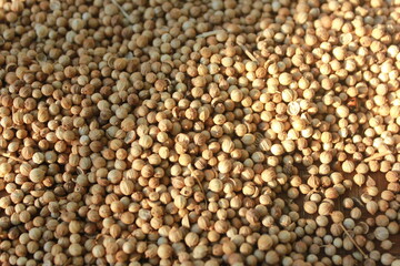 grains of coriander