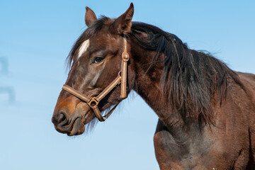 Portrait of a beautiful brown horse. White-blue sky on background.