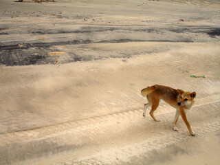 An australian dingo on a beach on Fraser Island