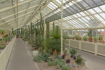 Cactus plants in a greenhouse in dublin botanic garden