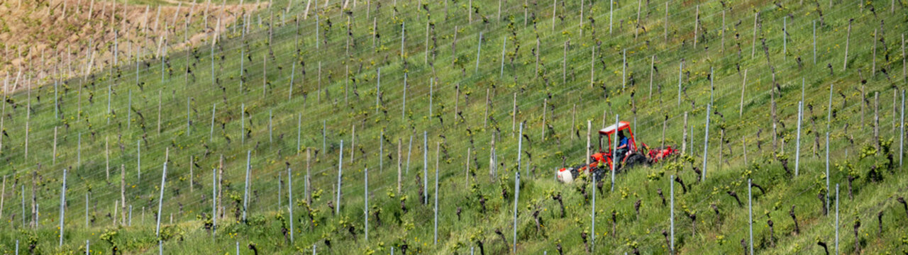 Beautiful landscape agriculture grape growing background, panorama of vineyards grapes in the Black Forest Durbach Offenburg Ortenaukreis, with red tractor