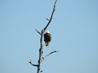 A bald eagle perched on a branch in the Blackwater National Wildlife Refuge, Dorchester County, Maryland.