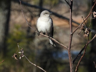 A northern mockingbird perched on a branch in the Blackwater National Wildlife Refuge, Dorchester County, Maryland.
