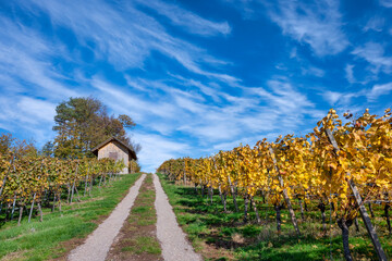 Straight road in autumn through vineyard landscape
