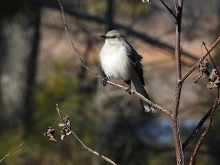 A northern mockingbird perched on a branch in the Blackwater National Wildlife Refuge, Dorchester County, Maryland.