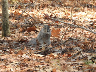 A Delmarva Fox Squirrel roaming the woodland forest of the Blackwater National Wildlife Refuge, in Dorchester County, Maryland.