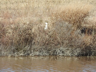 A snow goose hidden within the thick foliage in the Blackwater National Wildlife Refuge in Dorchester County, Maryland.