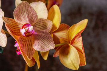 Floral concept.  Orchids blossom close up. Orchid flower pink and yellow bloom. Phalaenopsis orchid.Beautiful blooming orchids