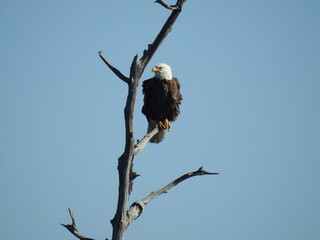 A bald eagle perched on a branch in the Blackwater National Wildlife Refuge, Dorchester County,...