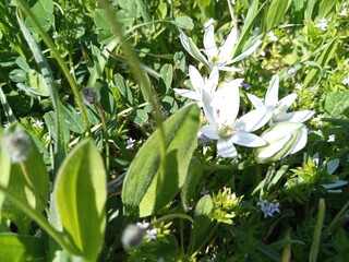 Obraz premium green plants in nature